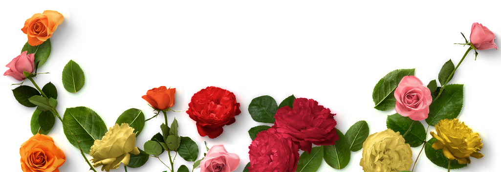 Colorful Rose Flower Bunch Transparent Plant Vector - Portable Network Graphics (1024x386), Png Download