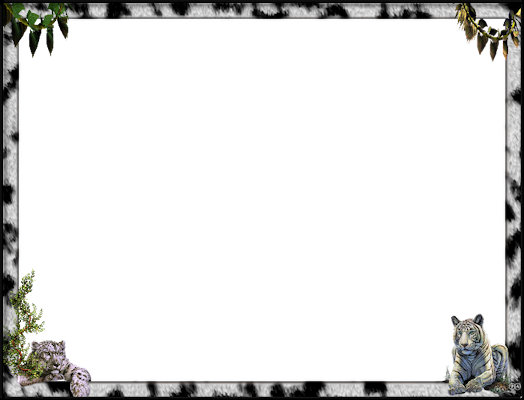 White-tigers - White Tiger (524x400), Png Download