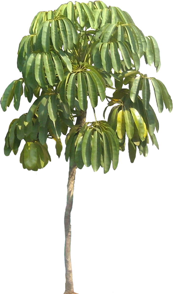 Endangered Plant Png (716x1195), Png Download