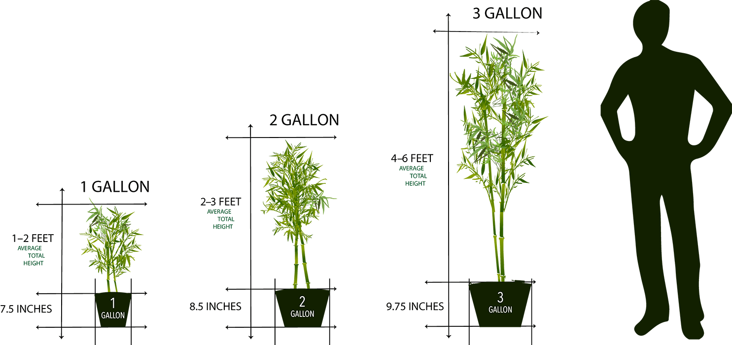 Mail Order Plant Sizes 1 Gallon To 3 Gallon - Plant Pot Sizes Gallon (848x400), Png Download