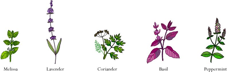 Companion Planting (900x278), Png Download