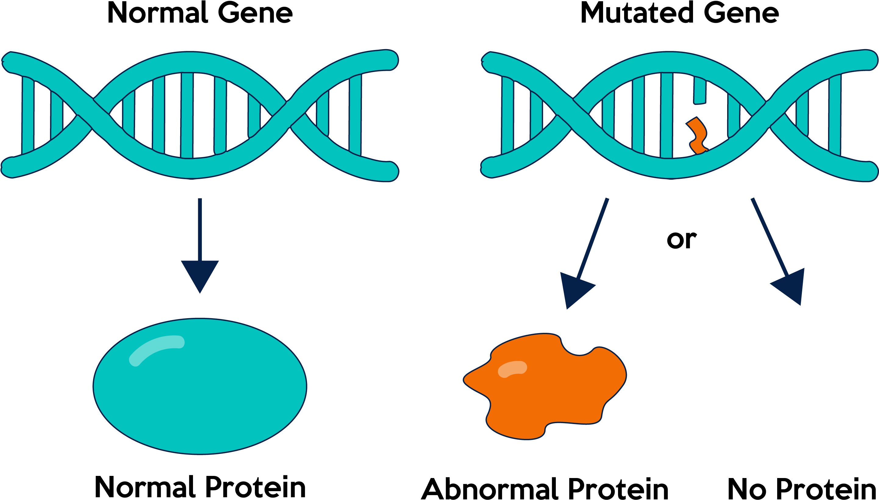 Gene Mutations Are Either Germline Or Somatic - Gene Mutations (2882x1670), Png Download