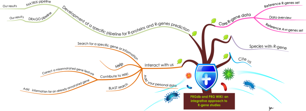Prgdb 1 - Resistance Gene (1024x374), Png Download
