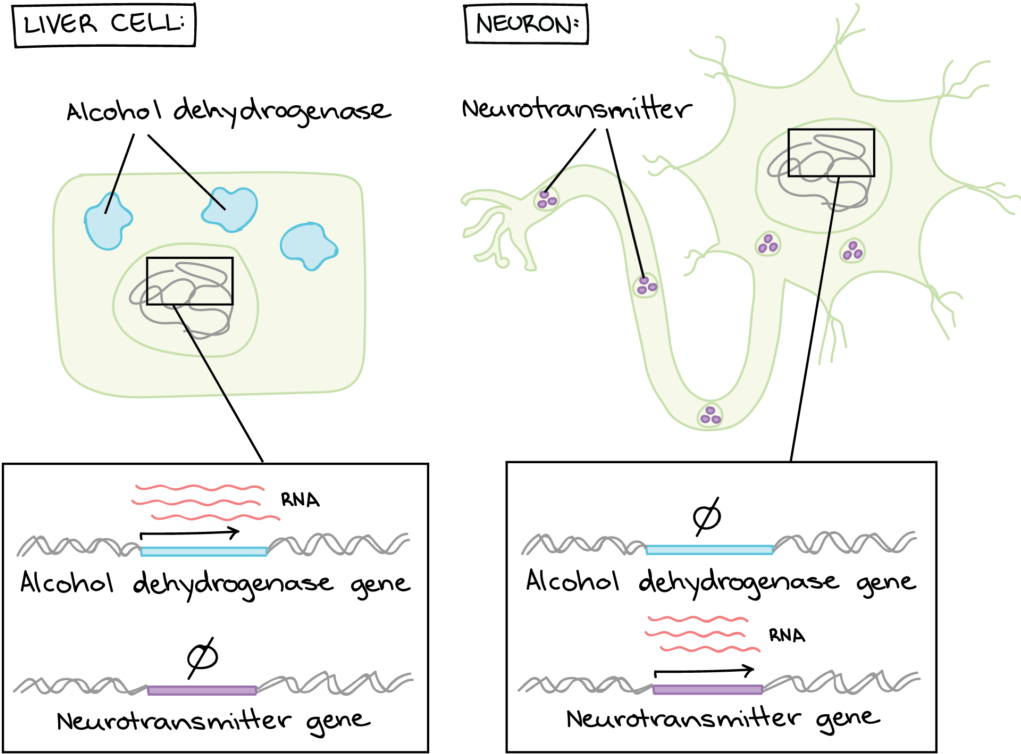 Liver Cell - Regulation Of Gene Expression (1024x767), Png Download