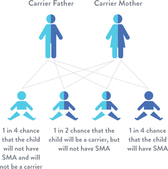 Spinal Muscular Atrophy Is An Autosomal Recessive Genetic - Causes Spinal Muscular Atrophy (560x563), Png Download