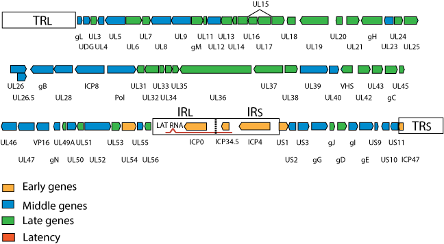 First The Early Proteins Are Synthesized To Activate - Herpes Virus Genome Organization (648x357), Png Download