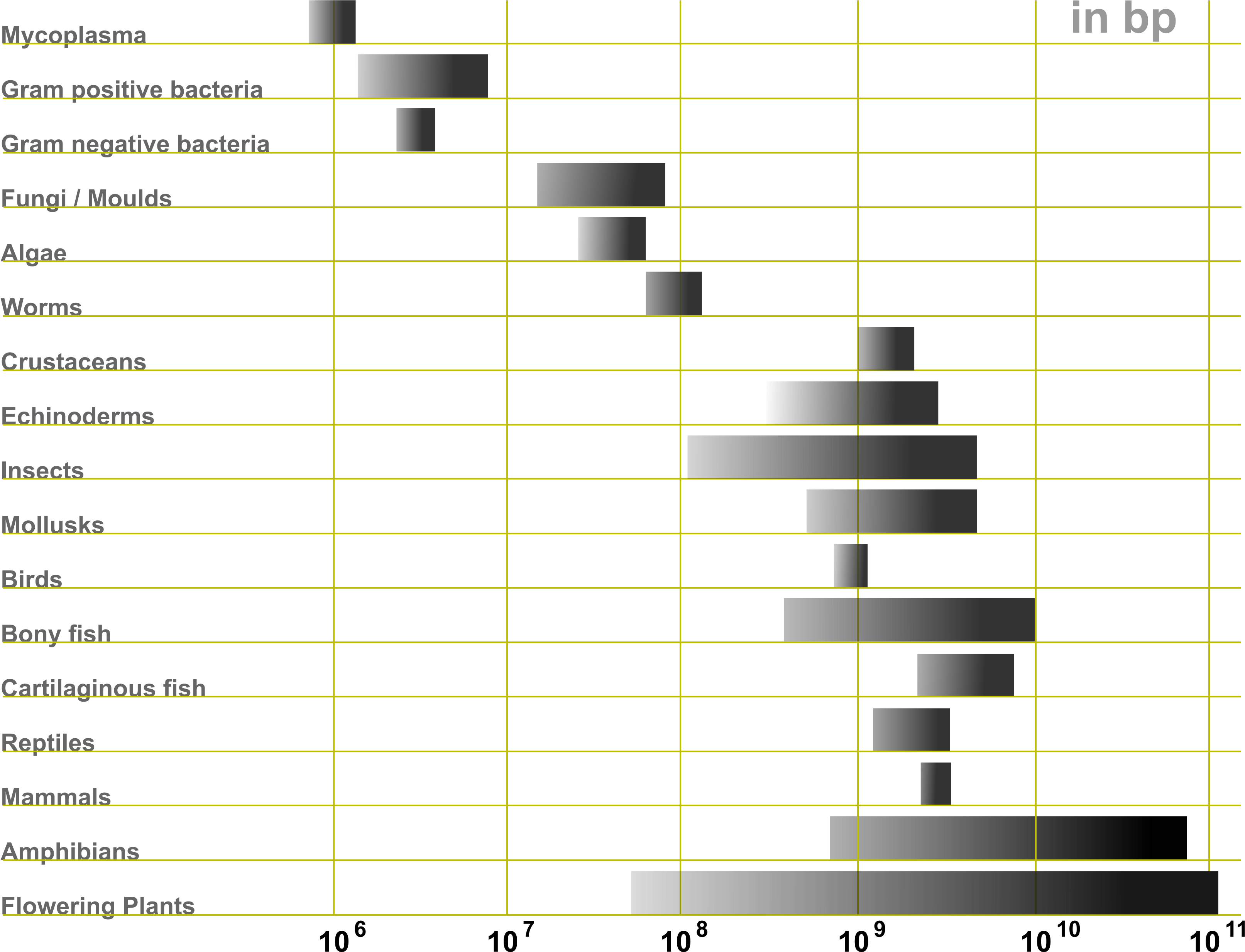 C Value Paradox Genome Size (3508x2481), Png Download