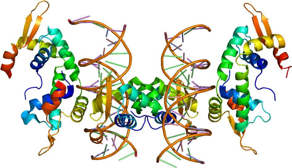 The Foxp2 Gene Encodes For The 'forkhead Box Protein - Foxp2 (800x478), Png Download
