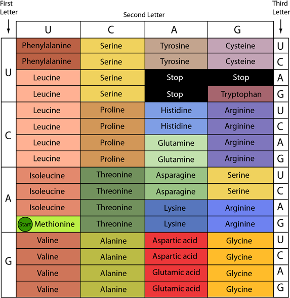 Grafico Del Código Genético (600x612), Png Download