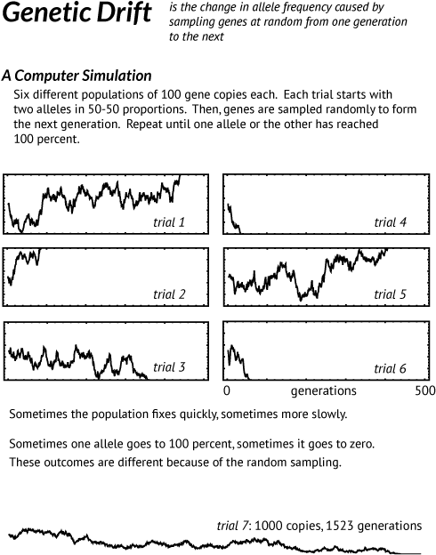 Genetic Drift - Genetic Drift In Large Populations (500x750), Png Download