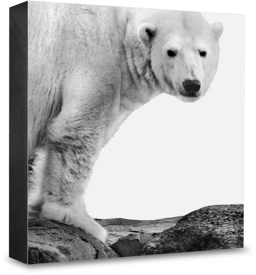 Magnet (1000x1000), Png Download