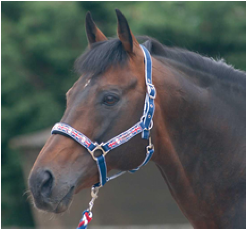 Cottage Craft Union Jack Headcollar & Lead Rope Set - Cottage Craft Union Jack Headcollar - Navy/red Union (750x455), Png Download