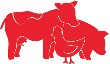 Cow, Pig And Chicken Graphic - Pig Chicken Cow (379x379), Png Download
