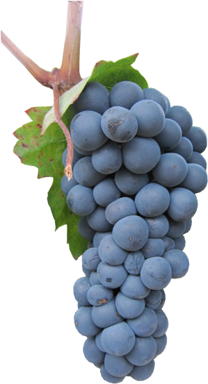Uvas Tintas - Garnacha Tinta (392x597), Png Download