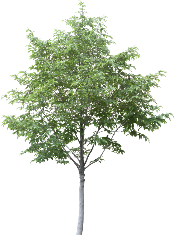 Free Arboles En Planta Png - Aspen Tree Cut Out (603x800), Png Download