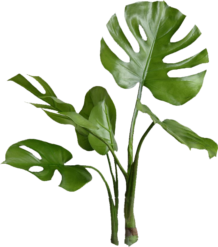 Planta - - Millennial Bingo (803x926), Png Download