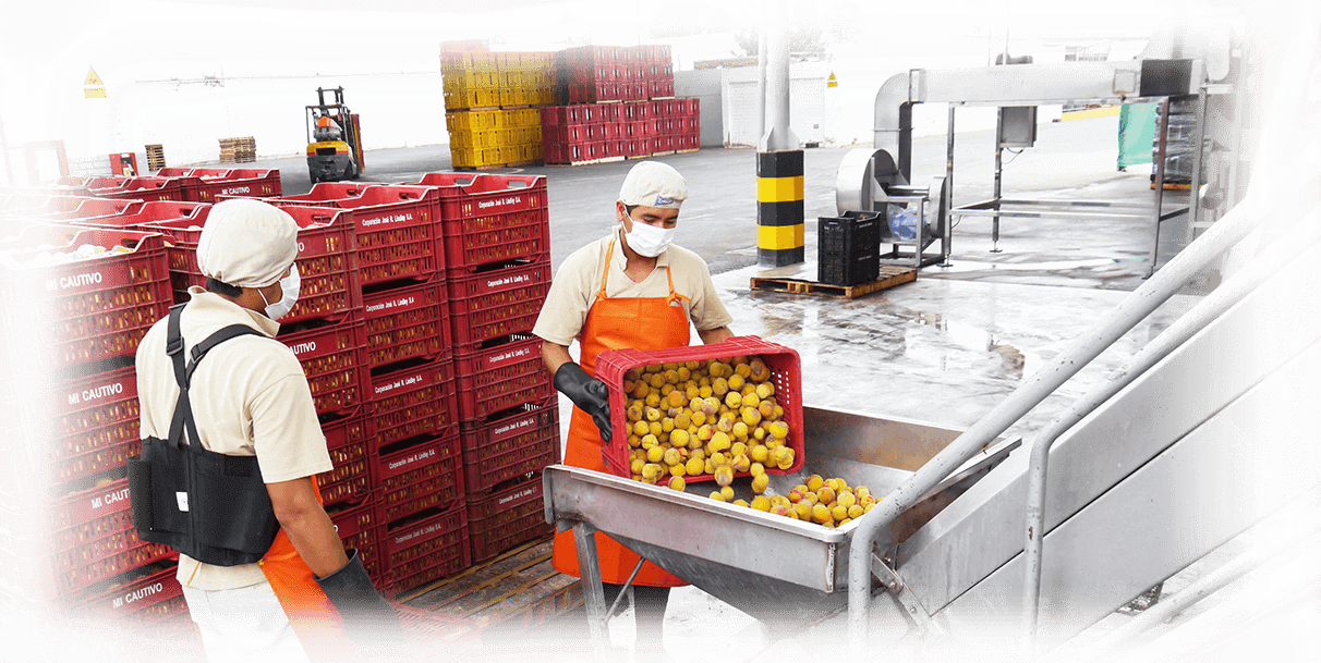 Planta-huacho - Mango (1212x609), Png Download