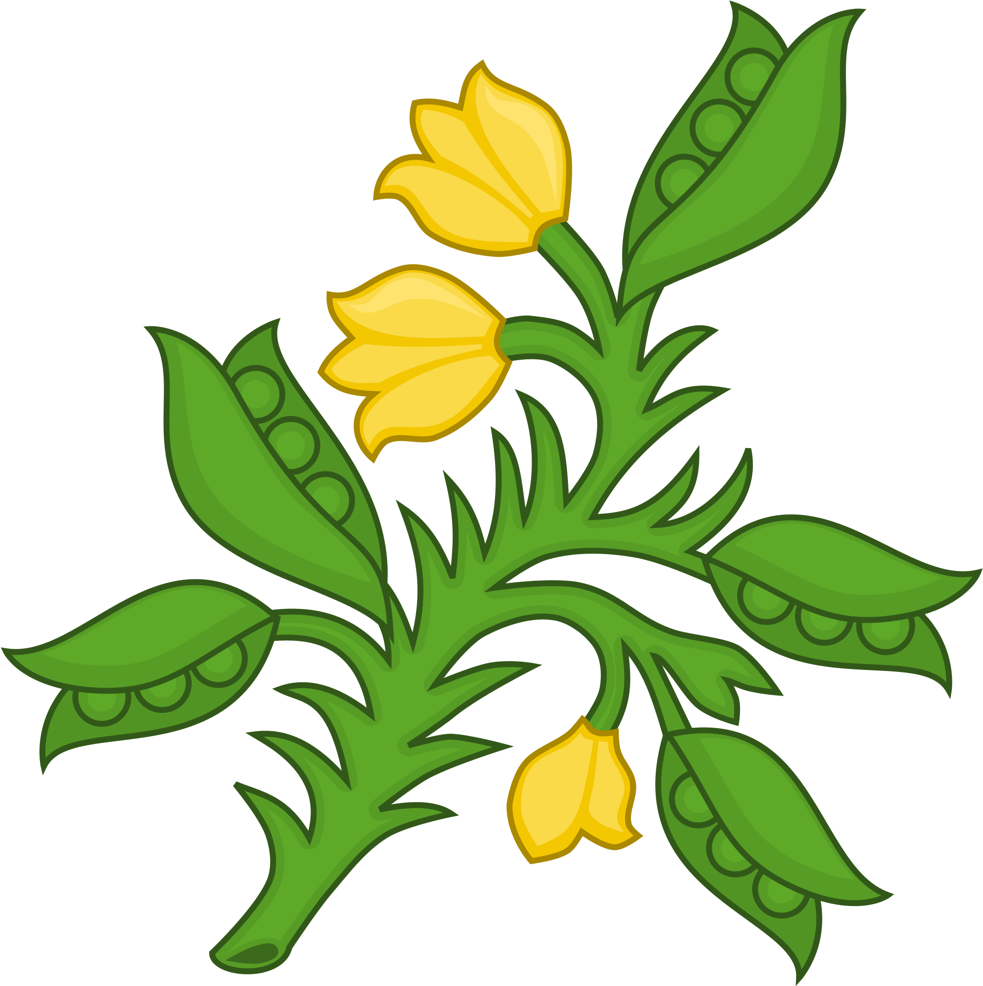 Open - Planta Genista Plantagenets (2000x2000), Png Download