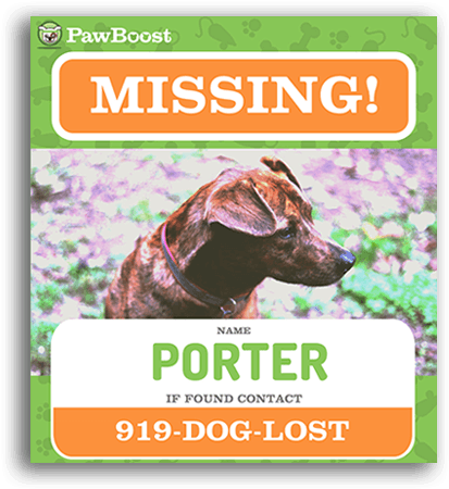 Download Lost Dog Flyer Template Sign Up For Local Lost Pet - Pet PNG Image  with No Background 