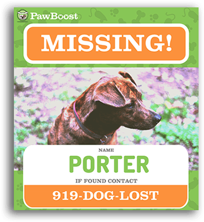Download Lost Dog Flyer Template Sign Up For Local Lost Pet - Pet PNG Image with No Background Download Lost Dog Flyer Template Sign Up For Local Lost Pet - Pet PNG Image with No Background