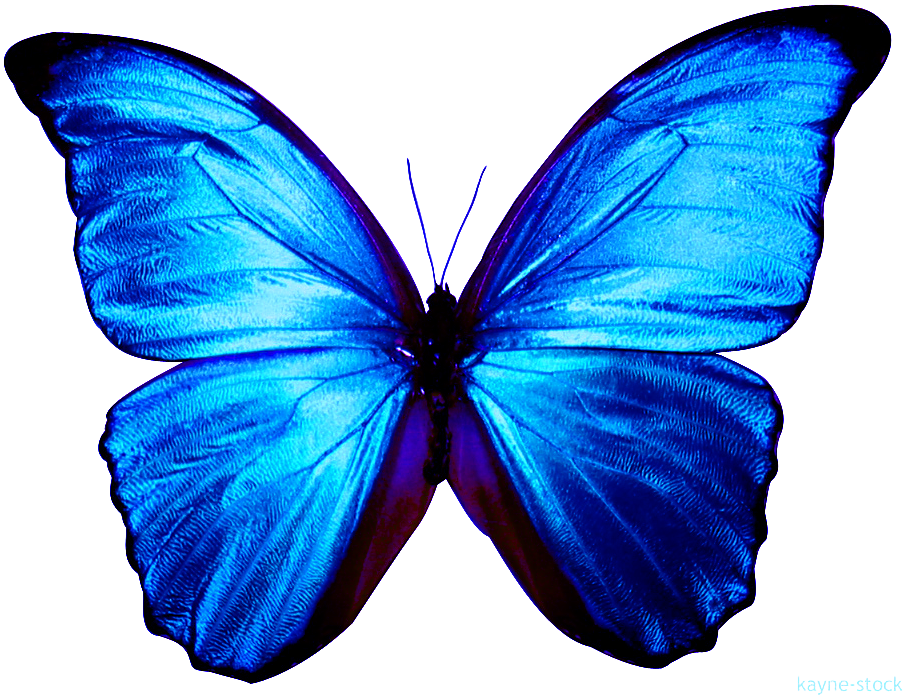 Borboletas Em Png - Blue Morpho Butterfly (925x707), Png Download