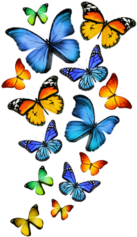 Cor Do Fundo - Butterfly In White Background (350x350), Png Download