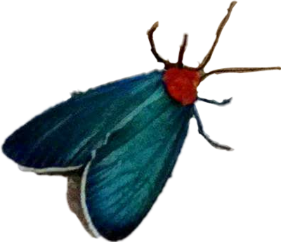 Virginia Ctenucha (400x344), Png Download