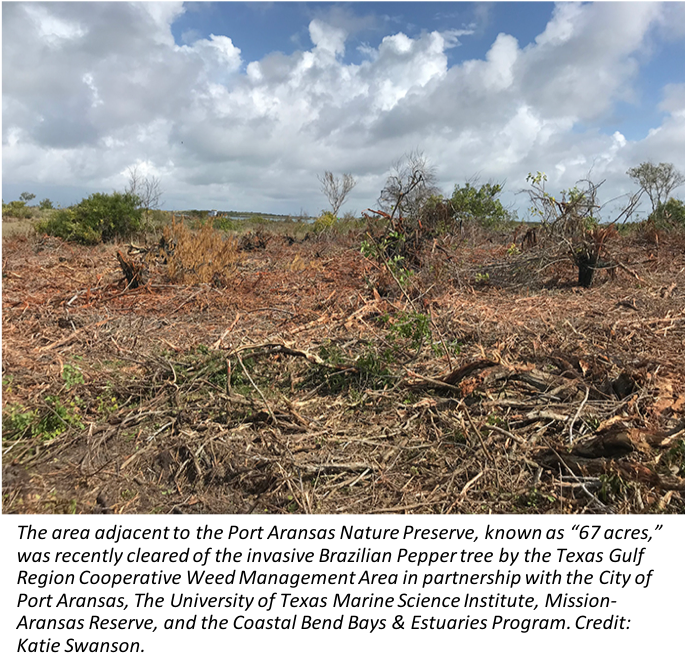 201805 Portstreetpeppertree - Field (685x668), Png Download