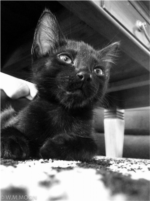 Soot Male Domestic Short Hair Mix Cat In Qld Petrescue - Black Cat (638x638), Png Download