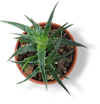 Arcadiadigital-natural - Bullet Journal Quote Page (400x360), Png Download