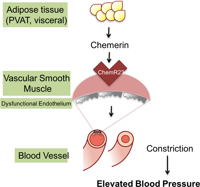 Chemerin - Diagram (889x827), Png Download