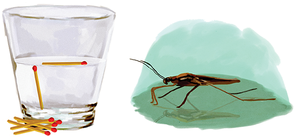 ¿el Agua Tiene Piel - Tension Superficial (600x293), Png Download