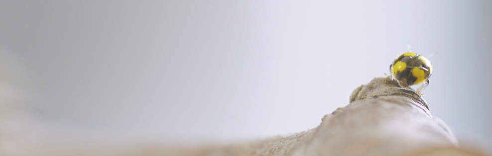 Single-vineyard - Wine (988x314), Png Download