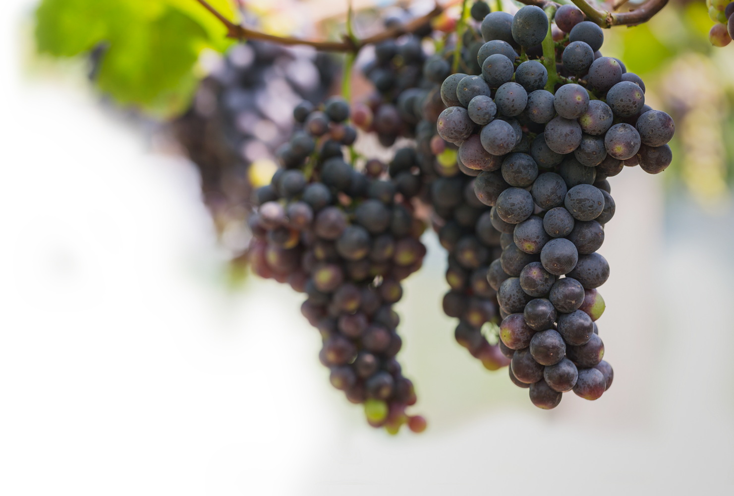 Vineyards And Technology But Also On Providing Wines - Grape (1481x1000), Png Download