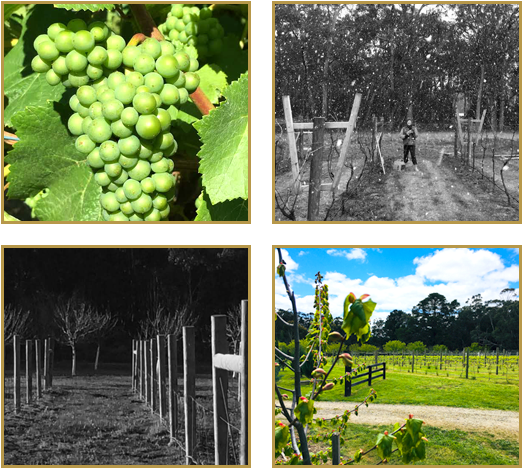 The Vineyard - Wine (586x467), Png Download
