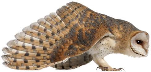 Buho Volando Png - Lechuza Posicion De Ataque (624x311), Png Download