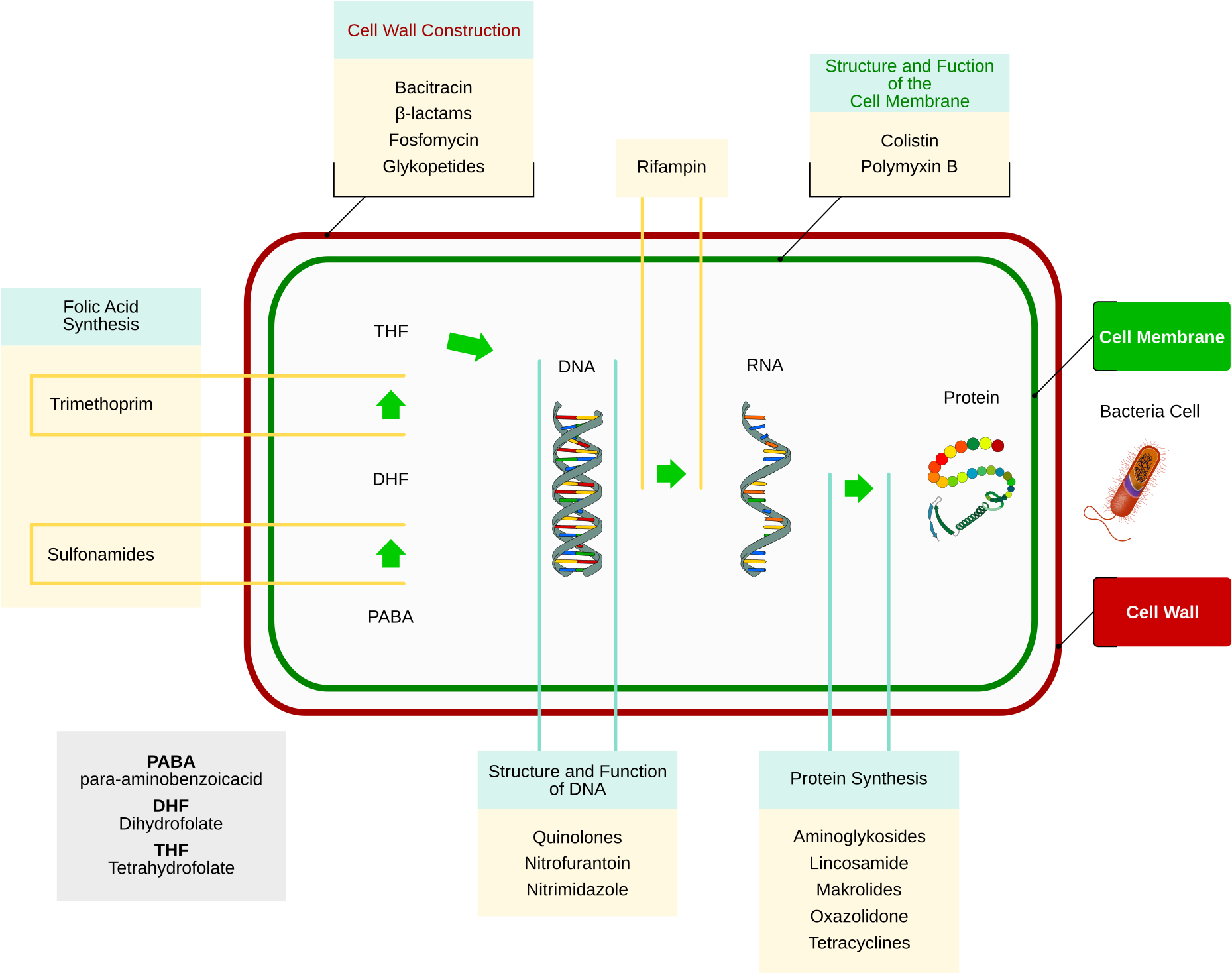 Open - Mode D Action Des Antibiotiques (2000x1611), Png Download