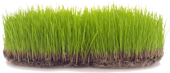 We Offer Free Estimates And Lawn Care Services That - Lawn (578x391), Png Download