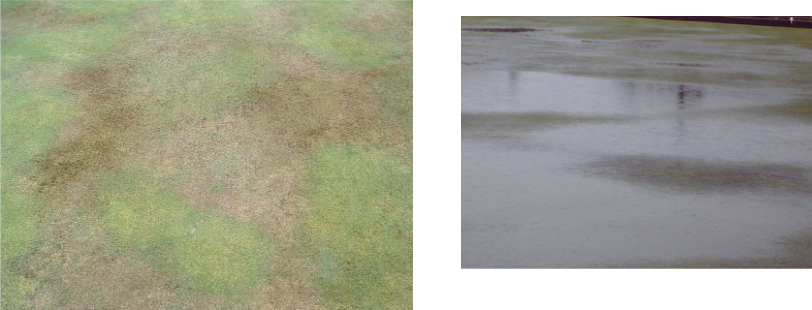 Hydrophobic Turf Leading To Localised Dry Patch - Bowls (812x310), Png Download