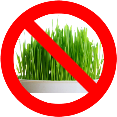 Stop Patch In Its Tracks Before It's Too Late - Powergrow Systems Certified Organic Non-gmo Wheatgrass (420x389), Png Download