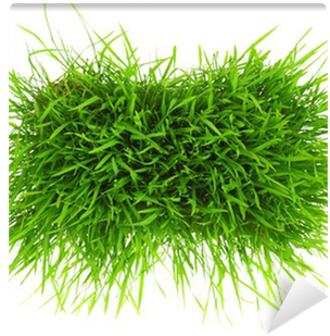 Patch Of Green Grass Isolated On White Background Wall - White (400x400), Png Download