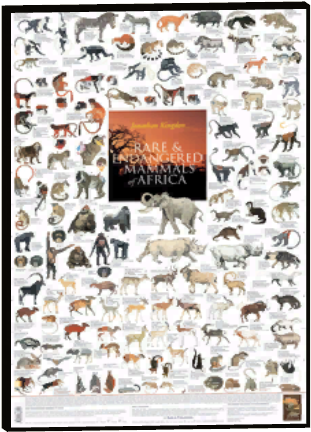 Zoo Animal Posters 13 - Primates Of Africa Poster (435x435), Png Download
