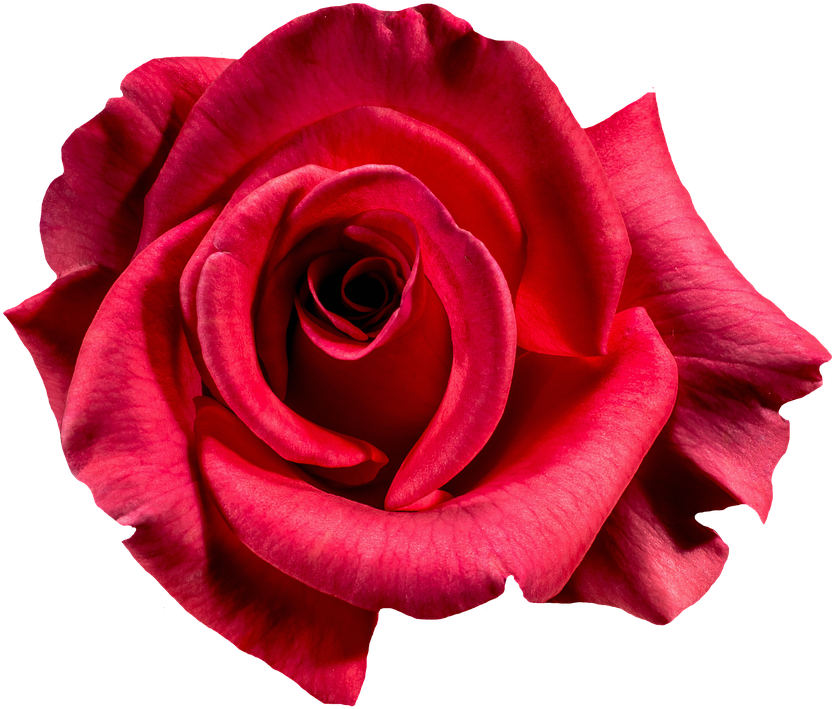 Rose-1385965 960 - Red Rose Photography (840x720), Png Download