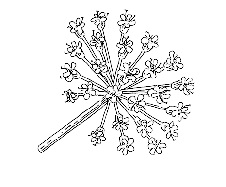Angelica - Portable Network Graphics (500x469), Png Download