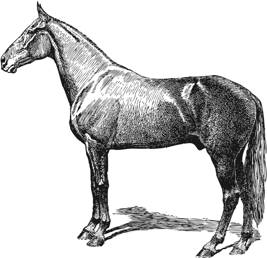 Vitamins - Name Of 10domestic Animals (589x541), Png Download