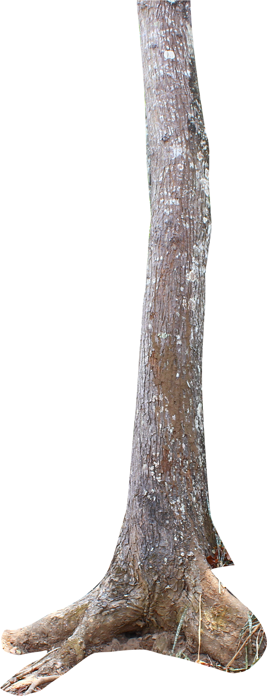 Thumb Image - Tree Trunk Png (593x1345), Png Download