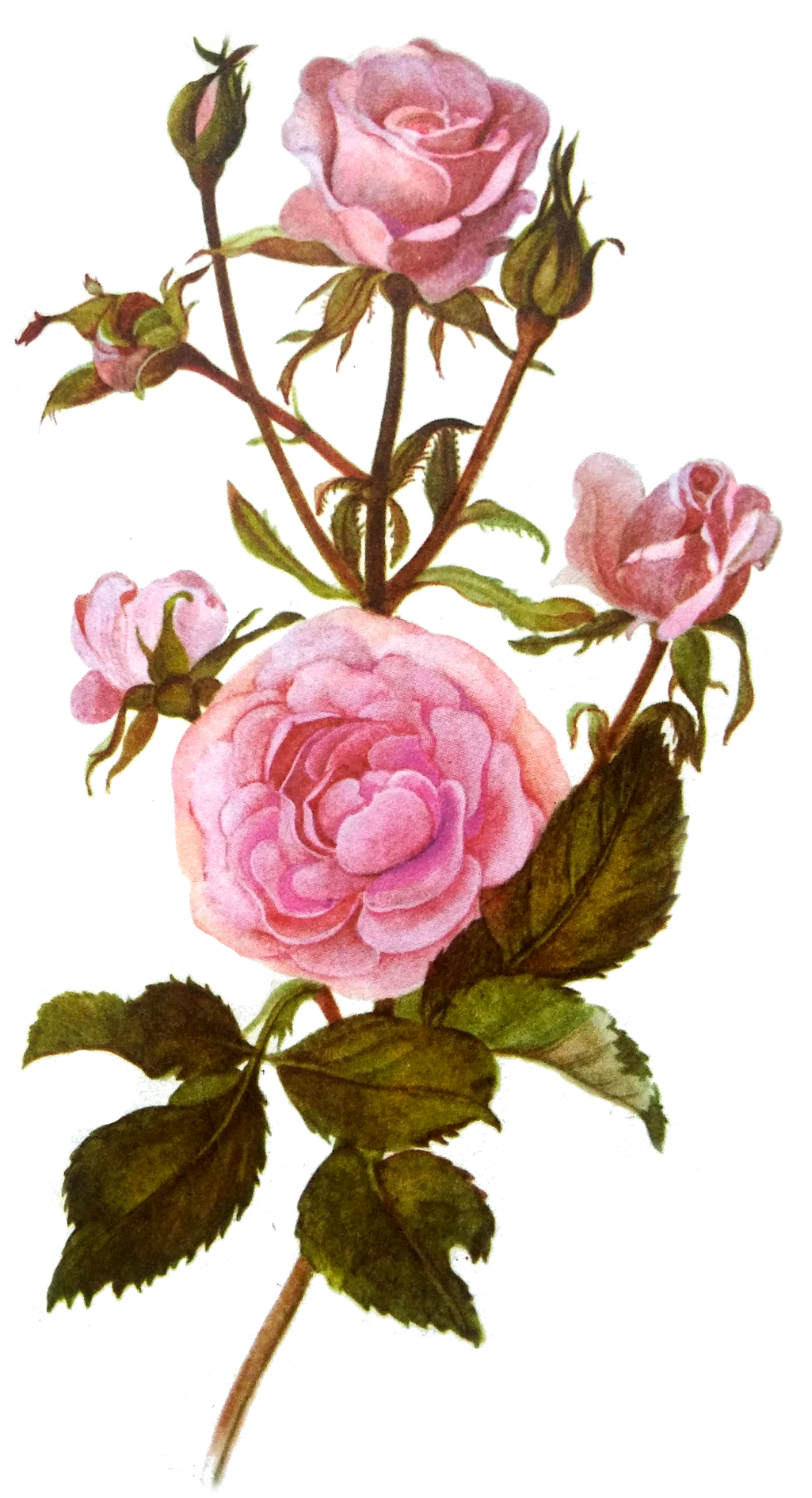 Roses Png Tumblr (1236x1920), Png Download