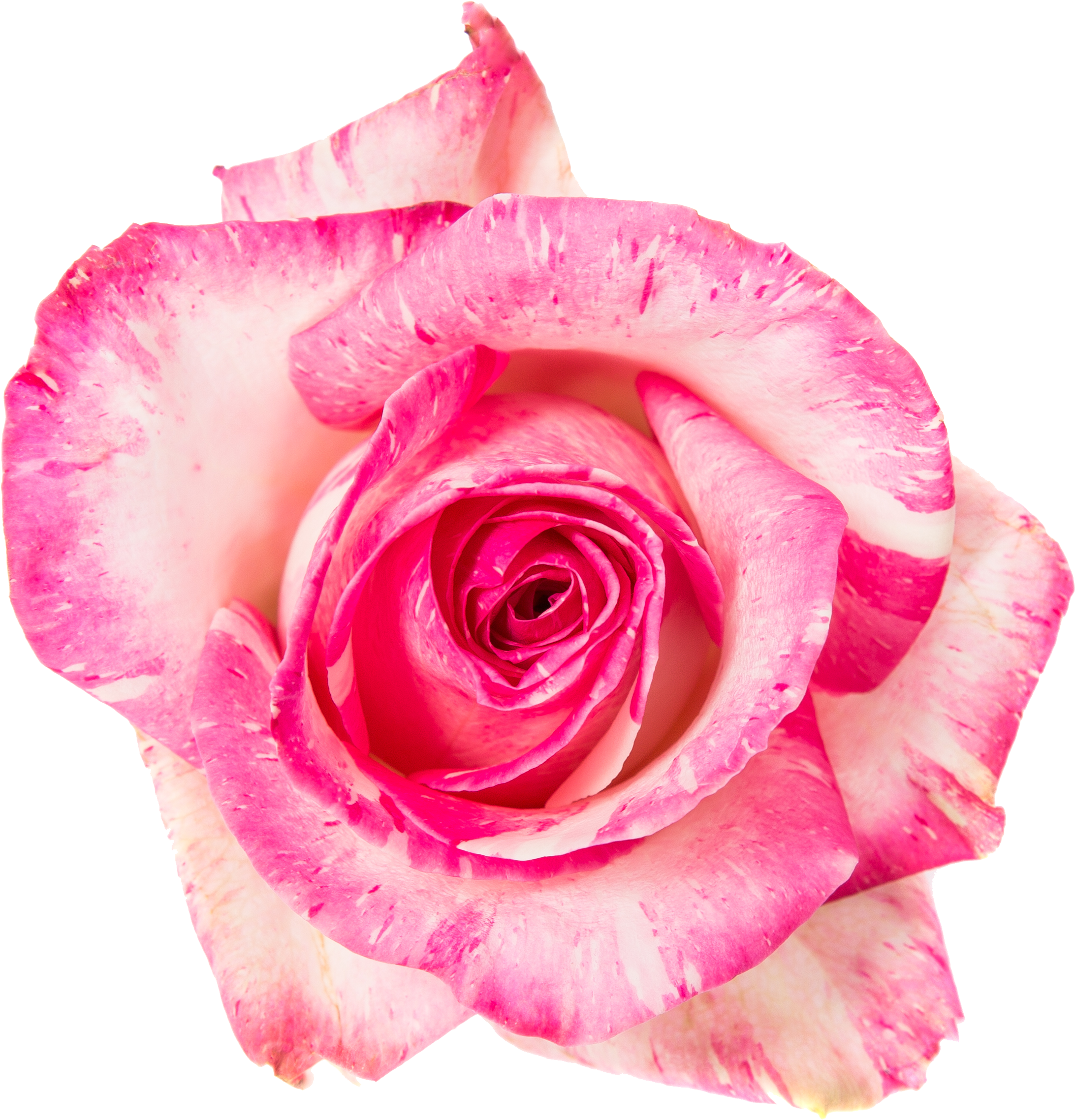 Van Der Arend Roses (2439x2518), Png Download