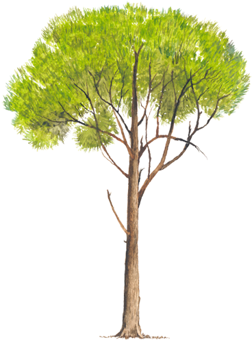 Www - Biodiversidad - Gob - Mx - Pino Radiata Png (750x502), Png Download