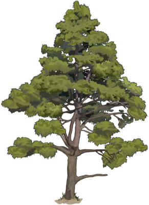 Pinus Canariensis C - Dibujo De Un Pino Canario (300x424), Png Download